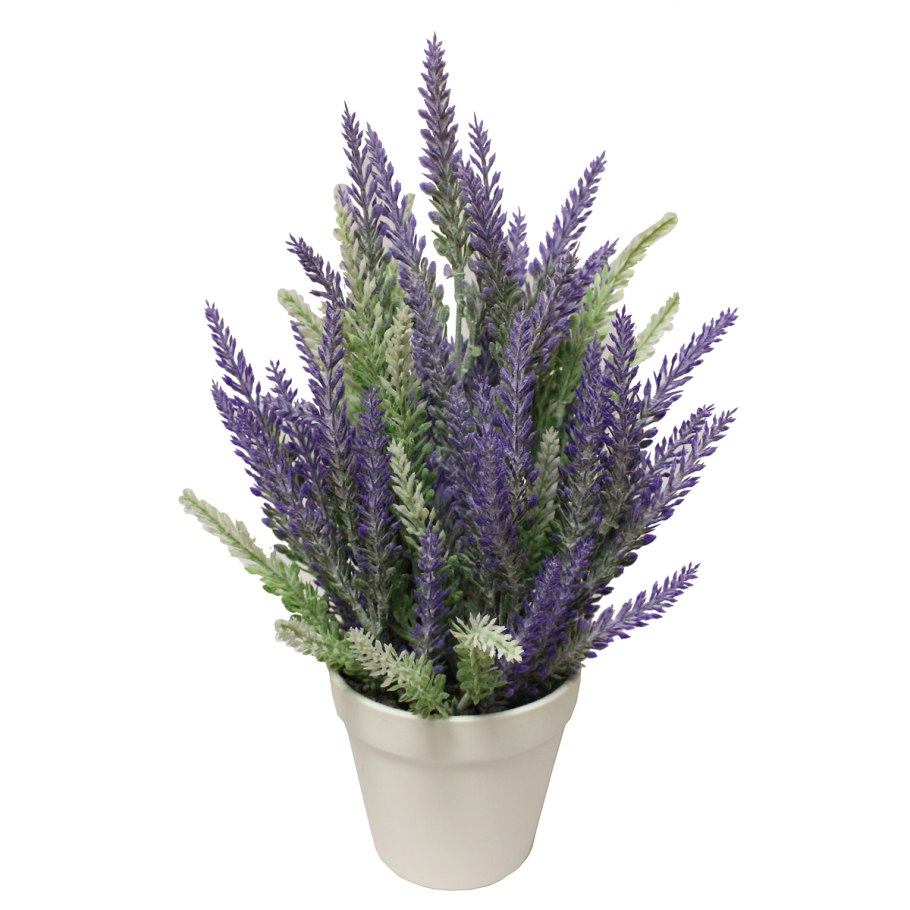 Лаванда саженцы (горшок 9см)