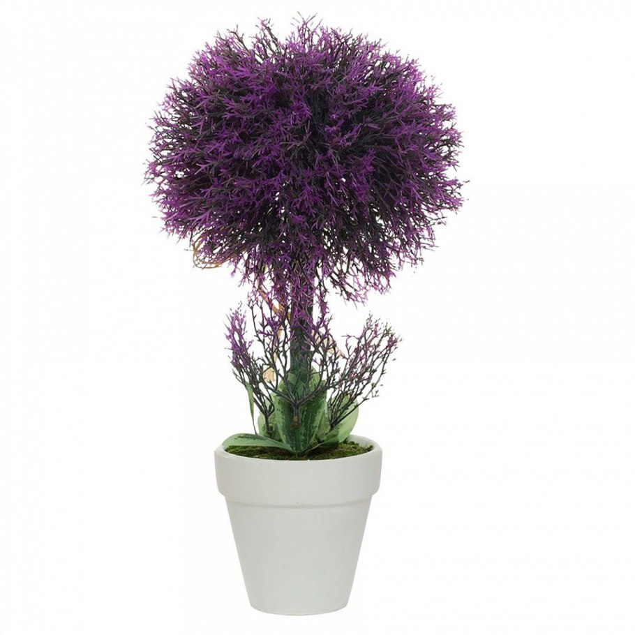 Лаванда горшечная