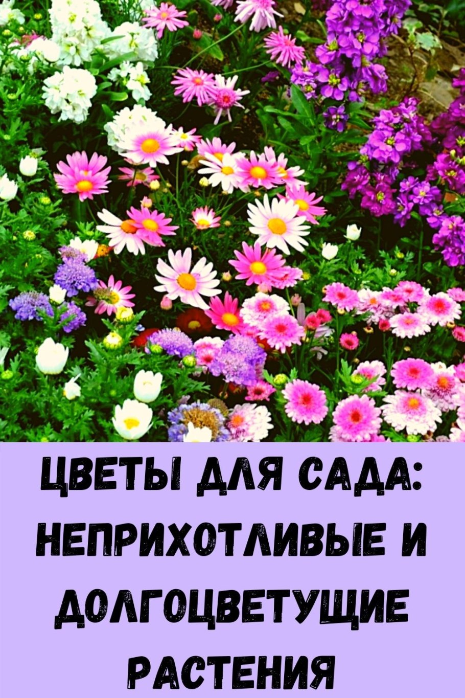 Вербена ампельная махровая