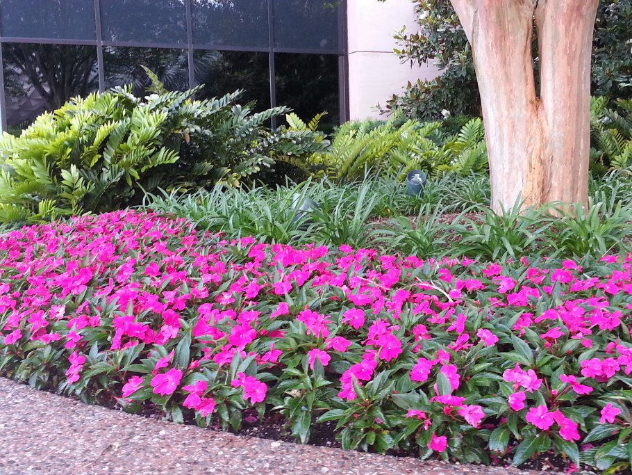 Цветы многолетники для дачи