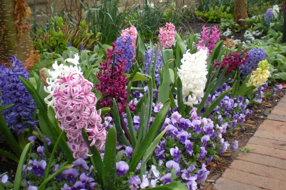 Оранжевый сад Игоря Степанова многолетники