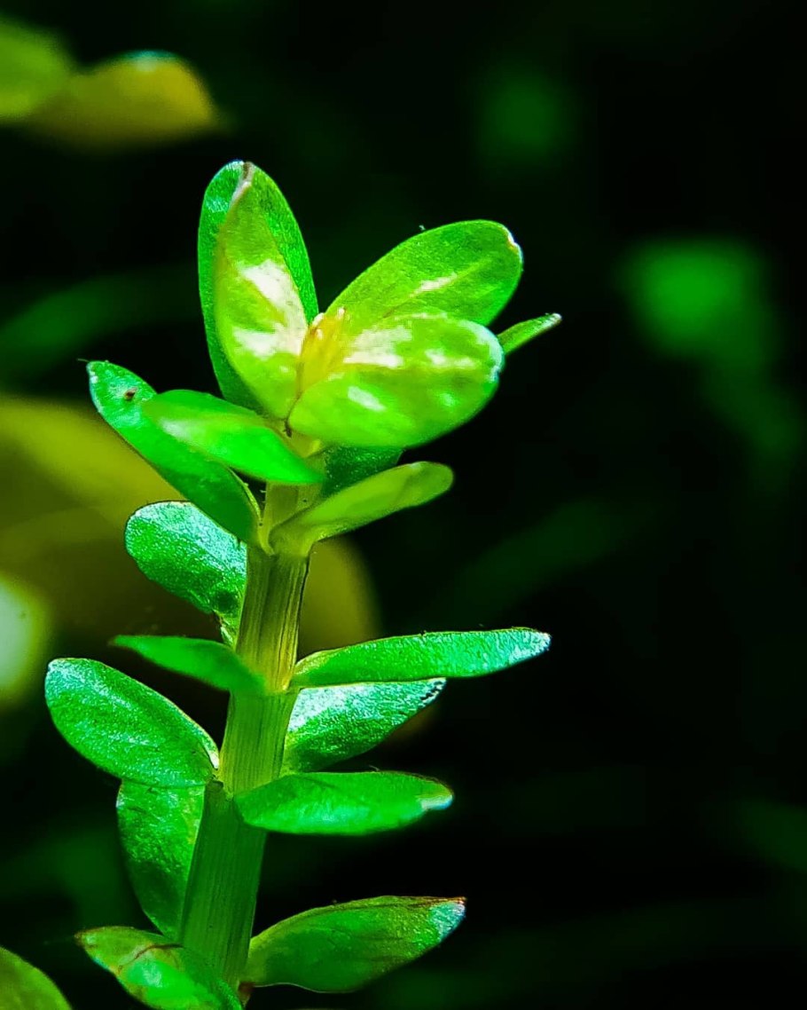 Ротала Ротундифолия красная