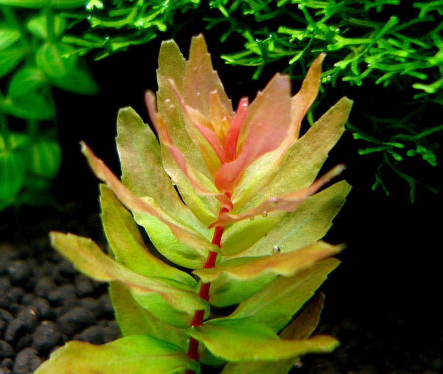 Ратуфа Индика