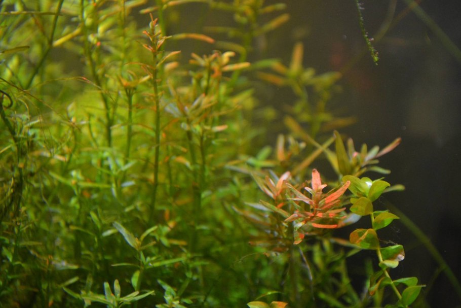 Лисимахия аквариумное