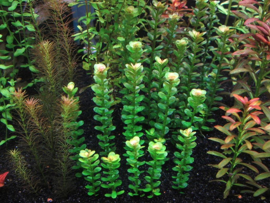 Аммания бонсай (Ammania SP.«Bonsai»)