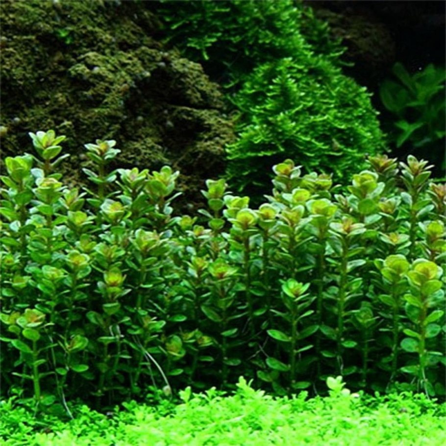 Аммания бонсай аквариумное