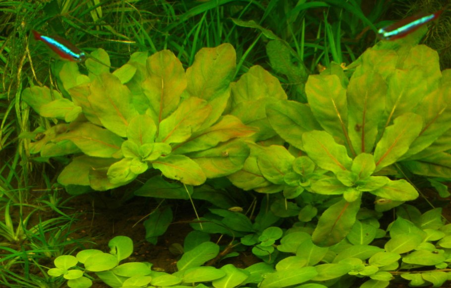 Ротала макрандра мини