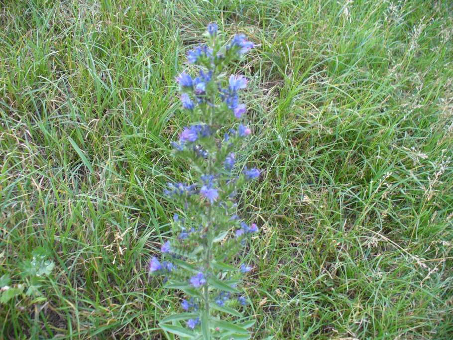 Синяк обыкновенный— Echium vulgare l.