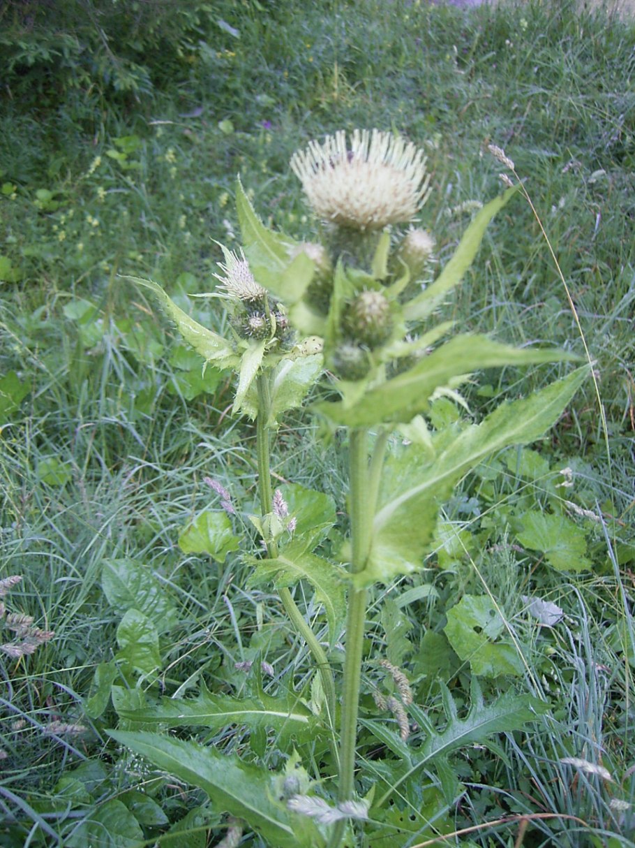 Растение Бодяк огородный (Cirsium oleraceum)