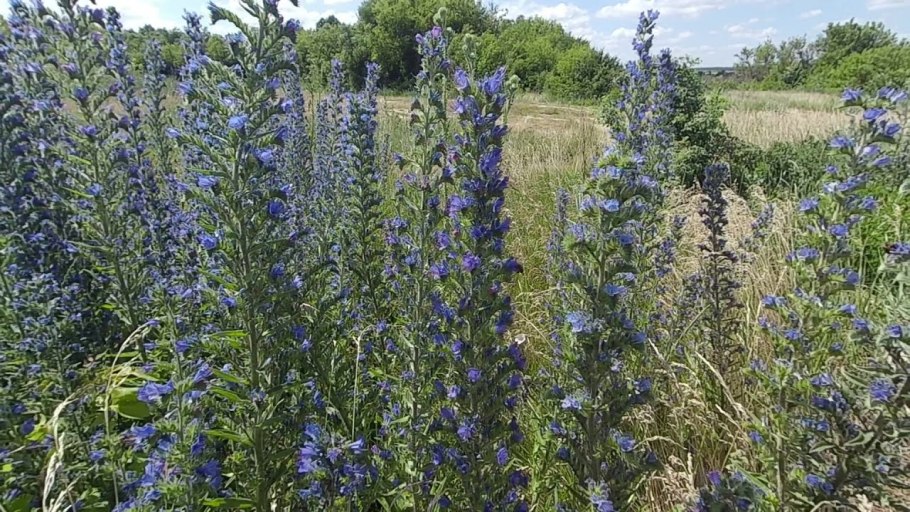 Медоносы Мордовии