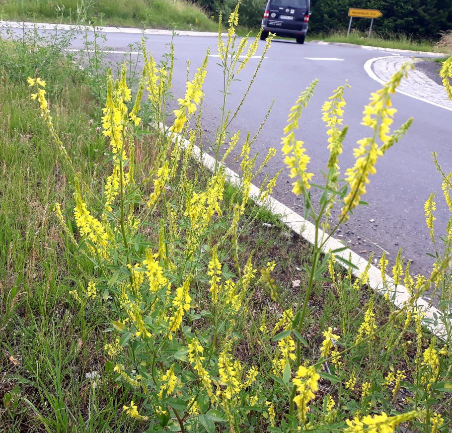 Донник сидерат