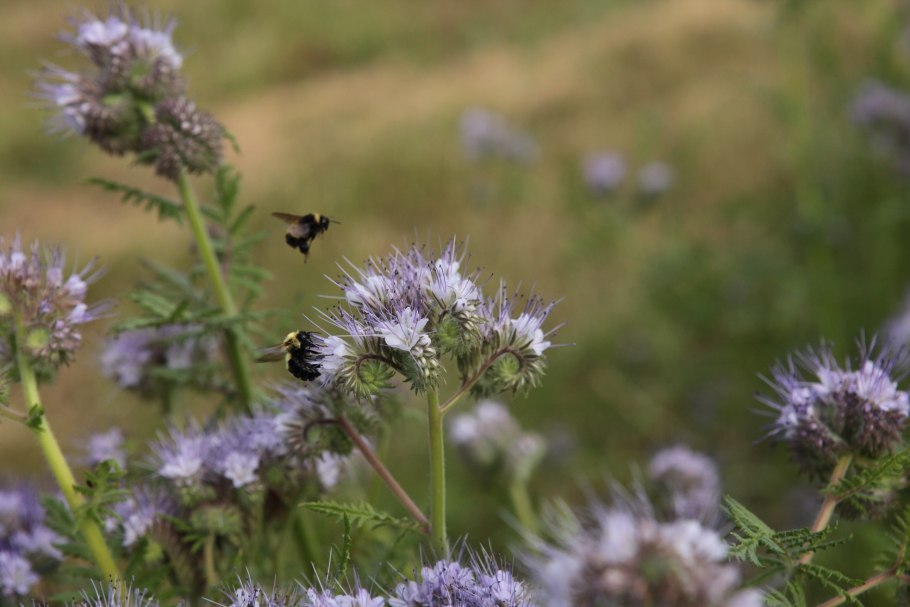 Медонос сныть обыкновенная