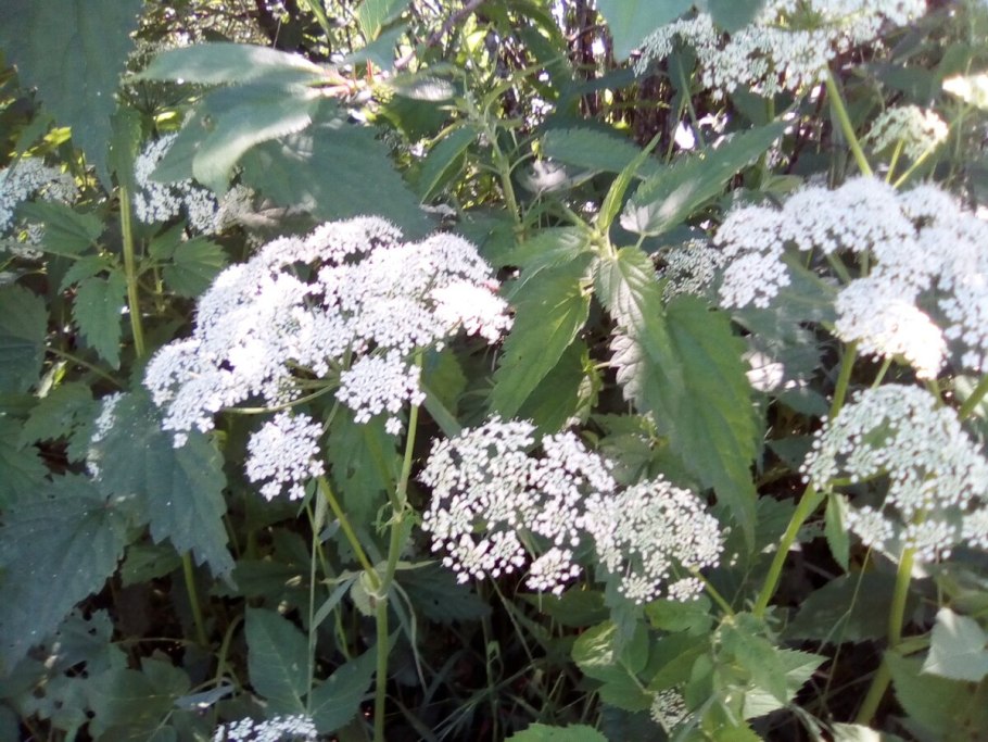 Чертополох мелкоголовчатый