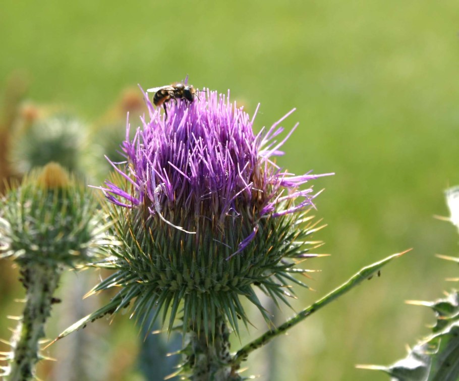 Татарник медонос