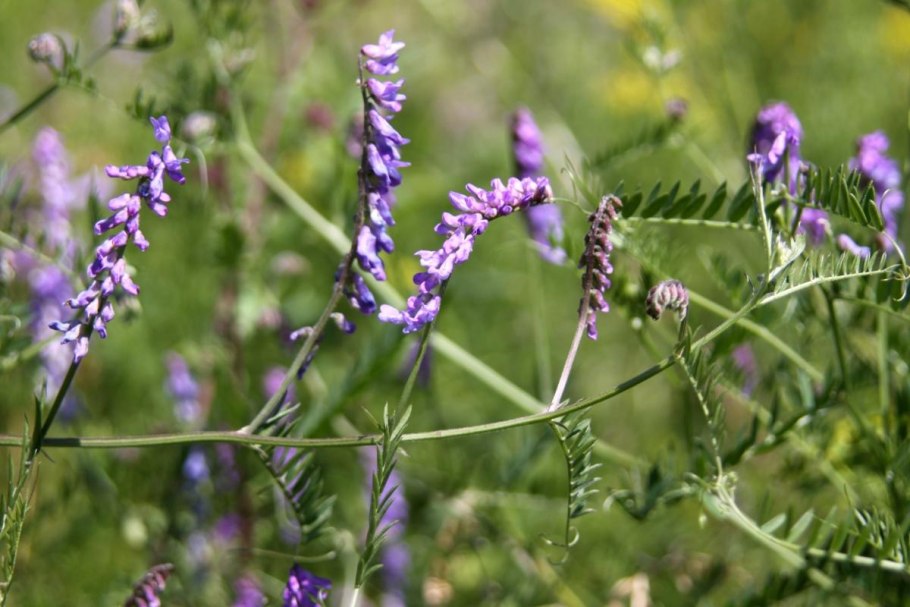 Фацелия хрущ