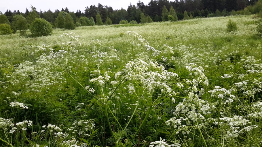 Купырь медонос