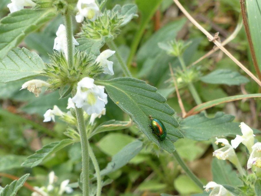 Бодяк полевой фото растения крупным планом