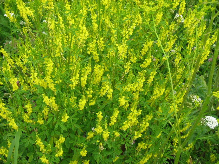 Донник желтый