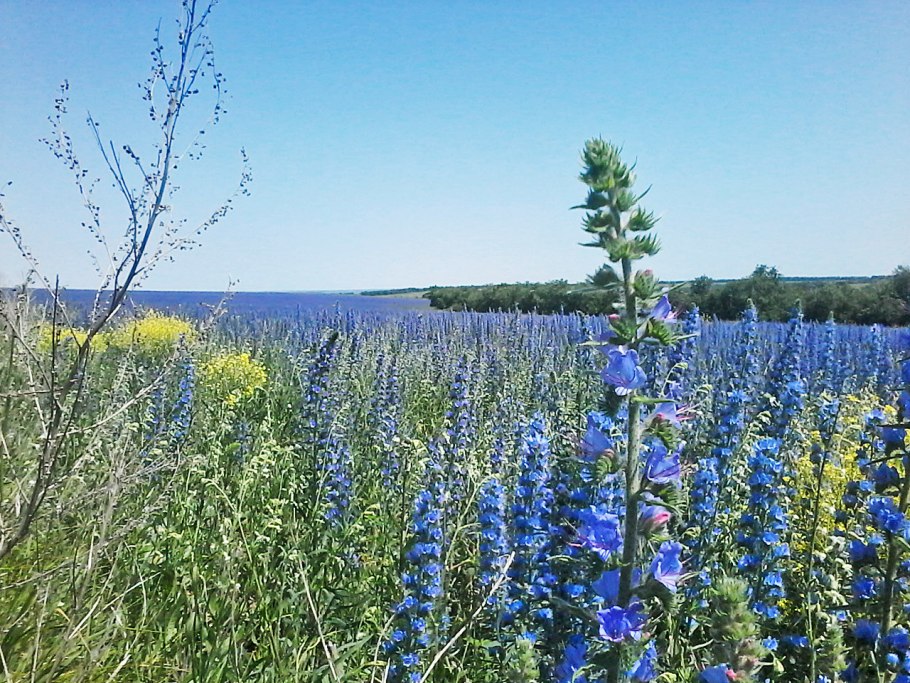 Бодяк серпуховидный