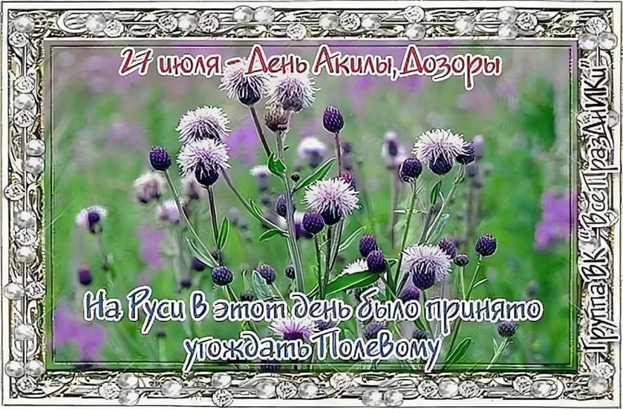 Бодяк полевой