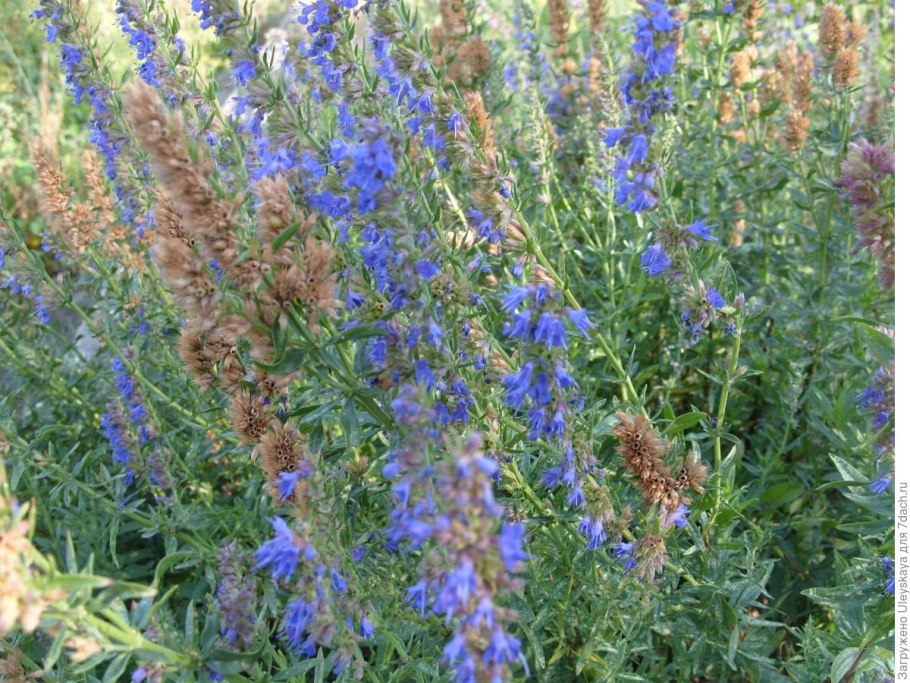 Люцерна бобовые