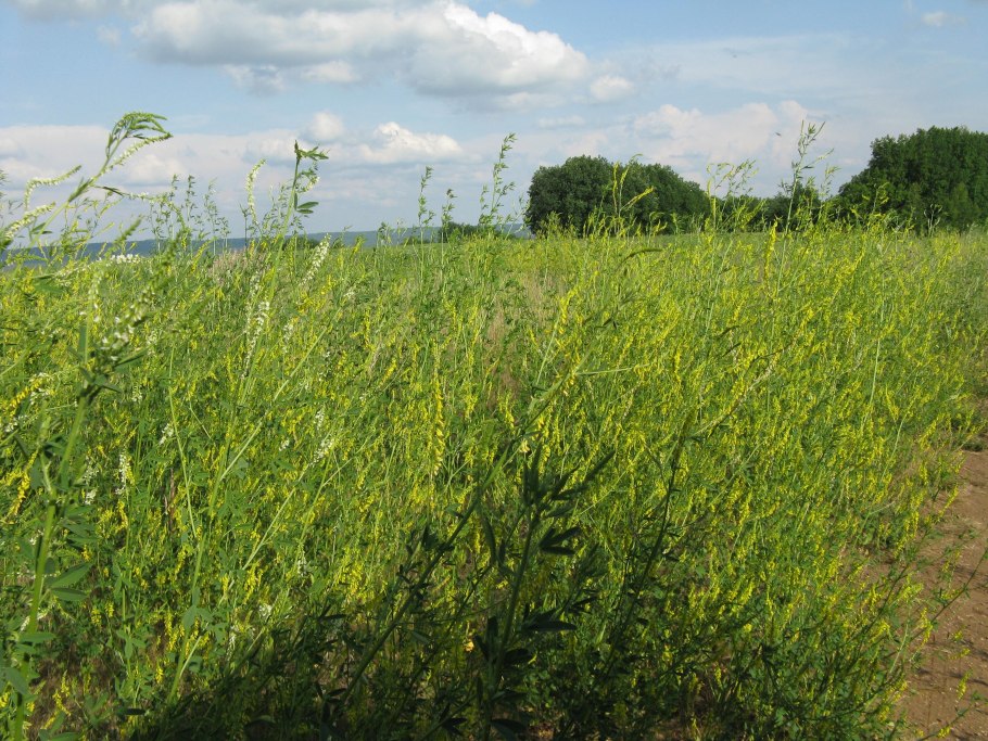 Бодяк полевой