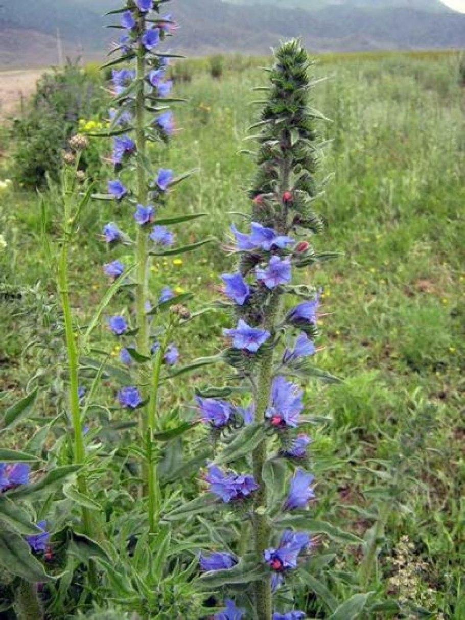 Синяк обыкновенный (Воловик гадючий)