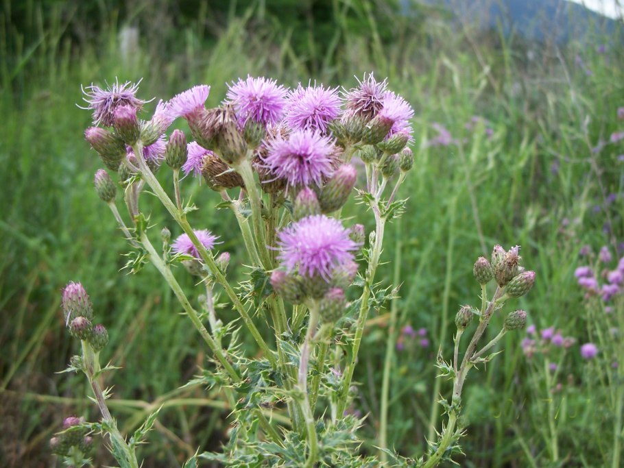 Бодяк полевой (Cirsium arvense)