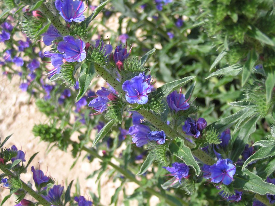 Синяк Румянка медонос