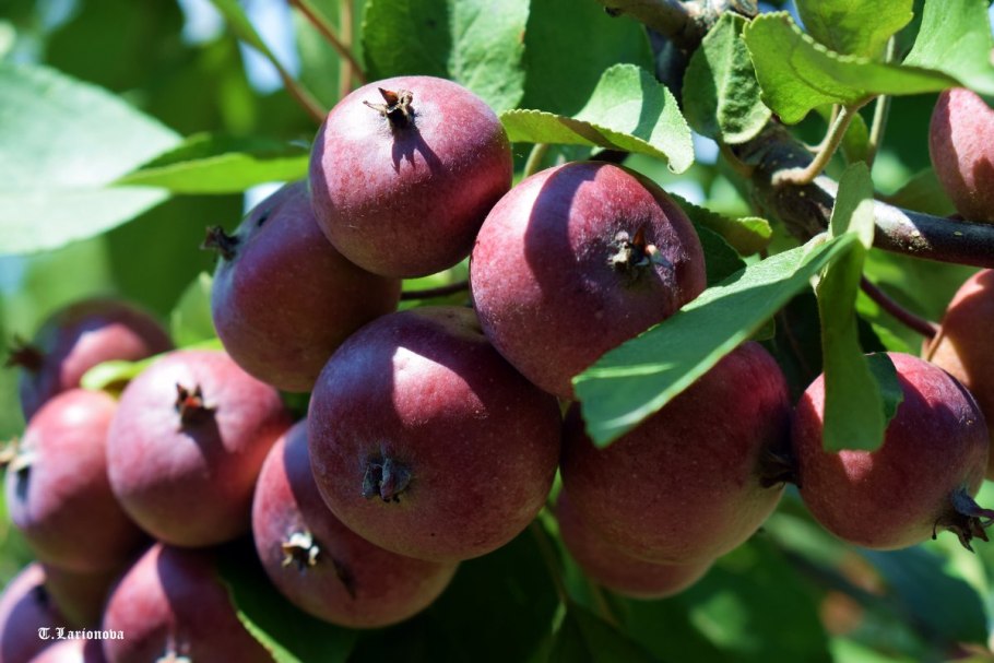 Яблоня Недзвецкого Malus niedzwetzkyana