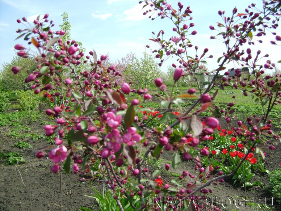 Яблоня Недзвецкого лат. Malus niedzwetzkyana