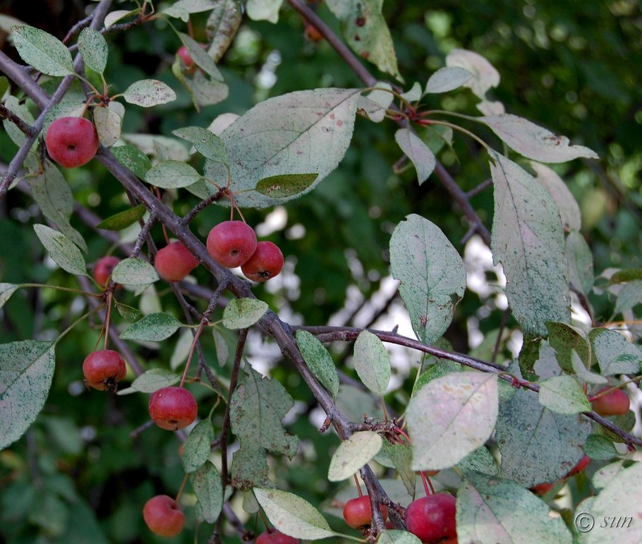 Яблоня Недзвецкого (Malus niedzwetzkyana Dieck.)