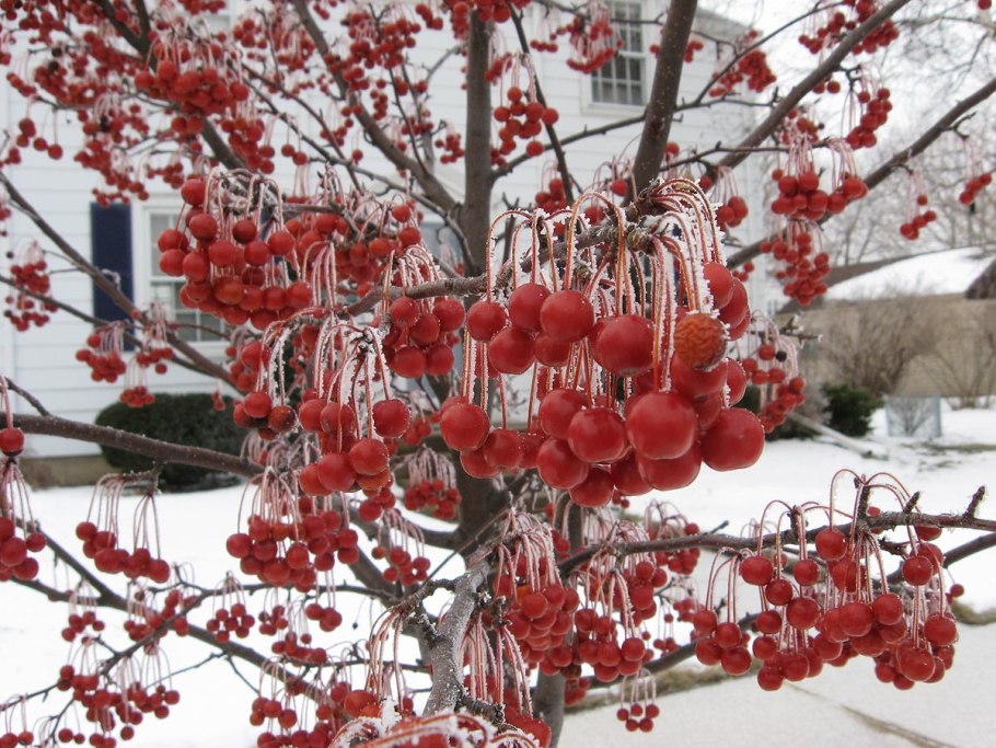 Яблоня Рудольф Malus Rudolph