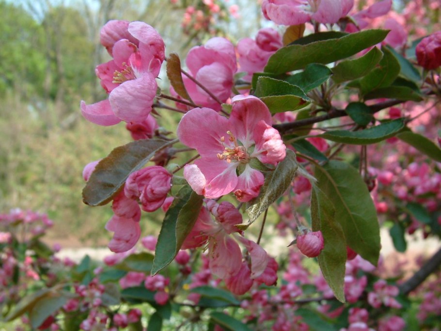 Яблоня Malus Profusion
