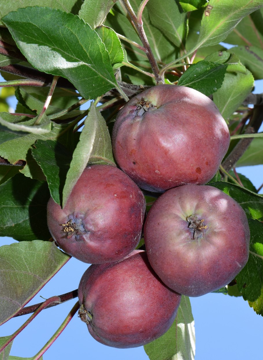 Яблоня Недзвецкого (Malus niedzwetzkyana) листья