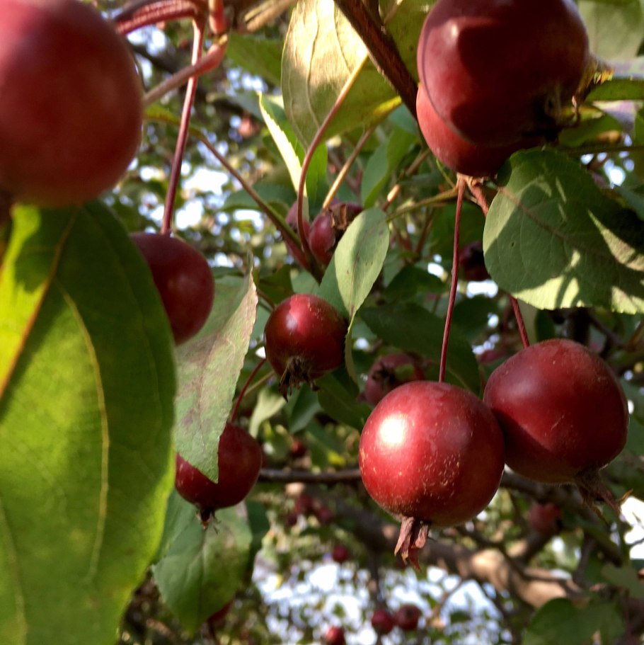 Яблоня декоративная 'Red Jewel'