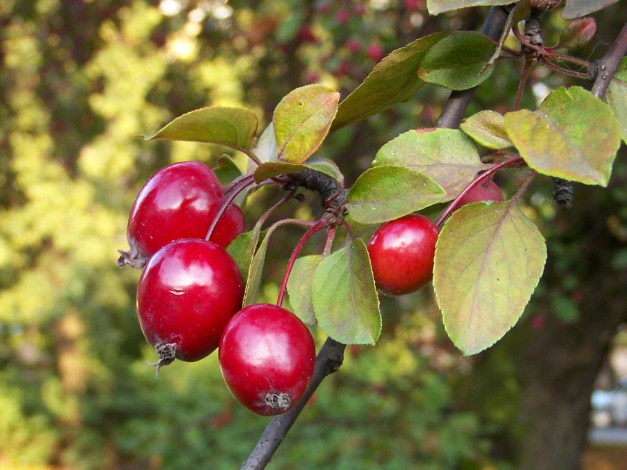 Яблоня Недзвецкого Malus niedzwetzkyana