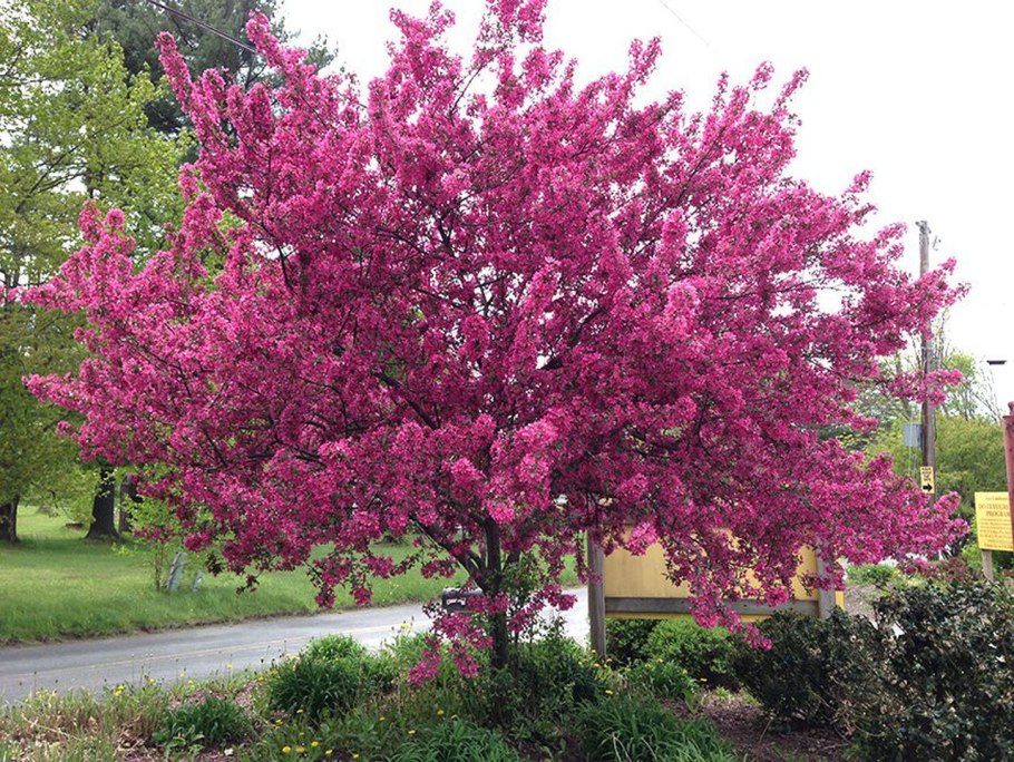 Яблоня Malus Profusion