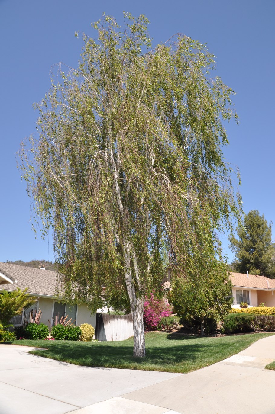 Береза повислая Лациниата