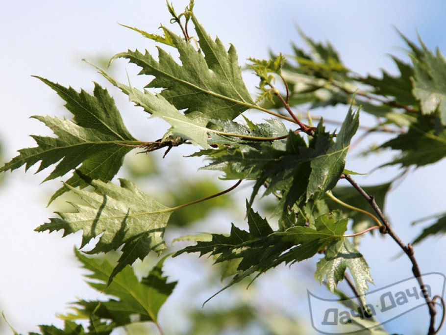 Береза повислая Лациниата
