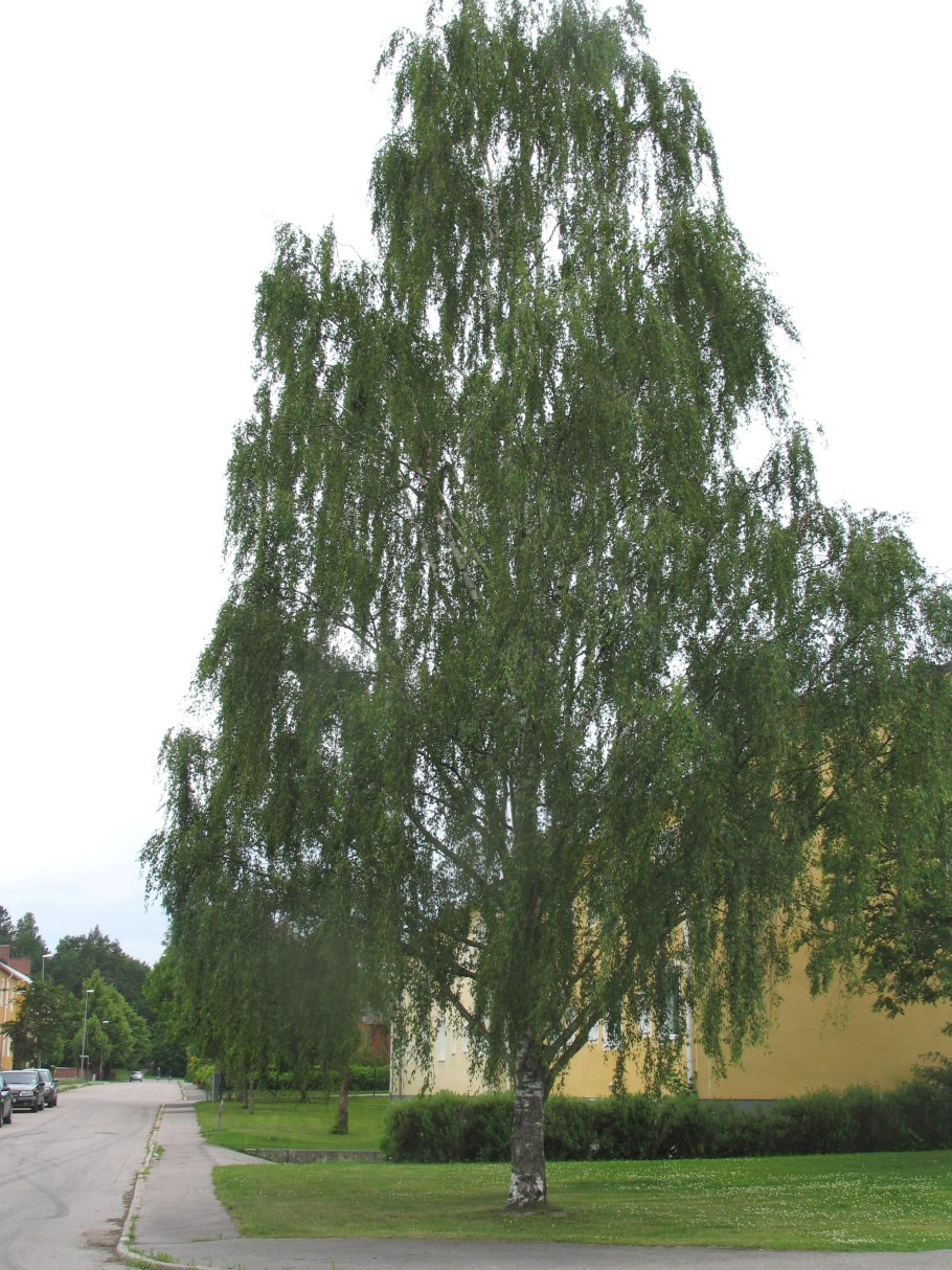 Береза pendula gracilis