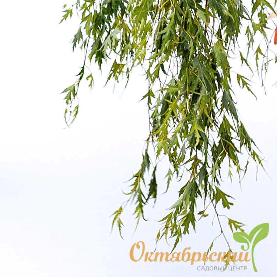 Береза повислая листья