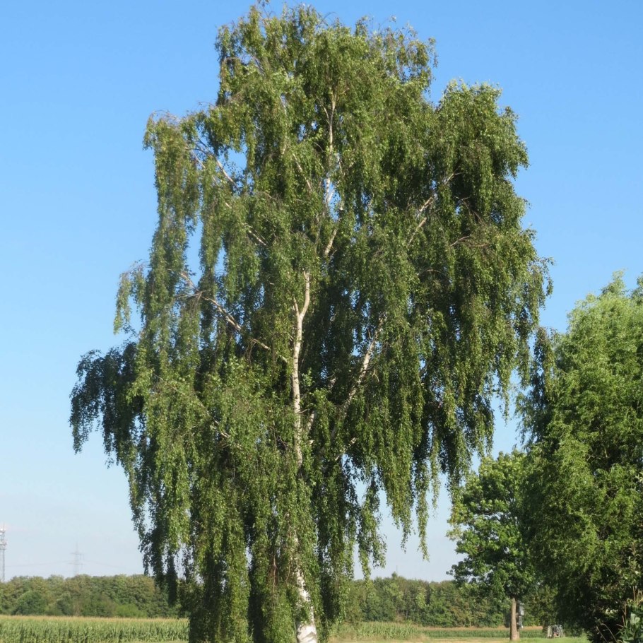 Береза повислая (Betula pendula) Криспа