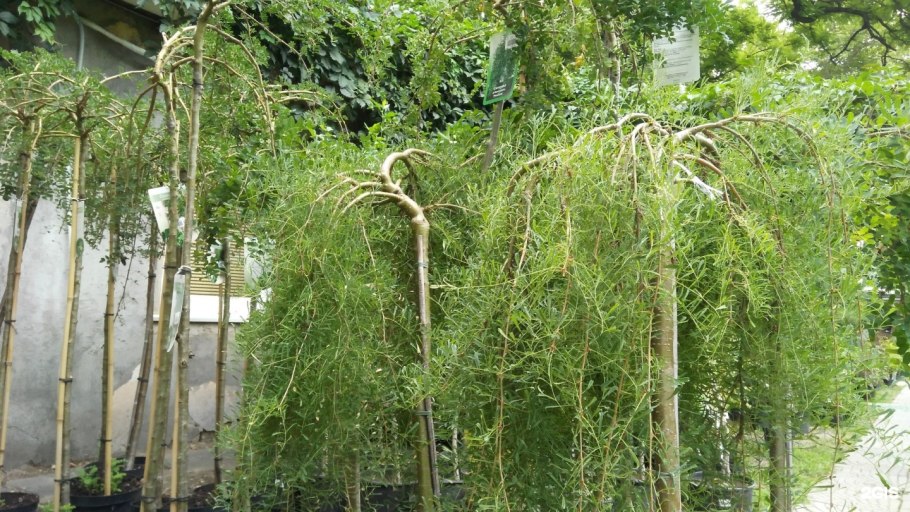 Береза повислая Betula pendula