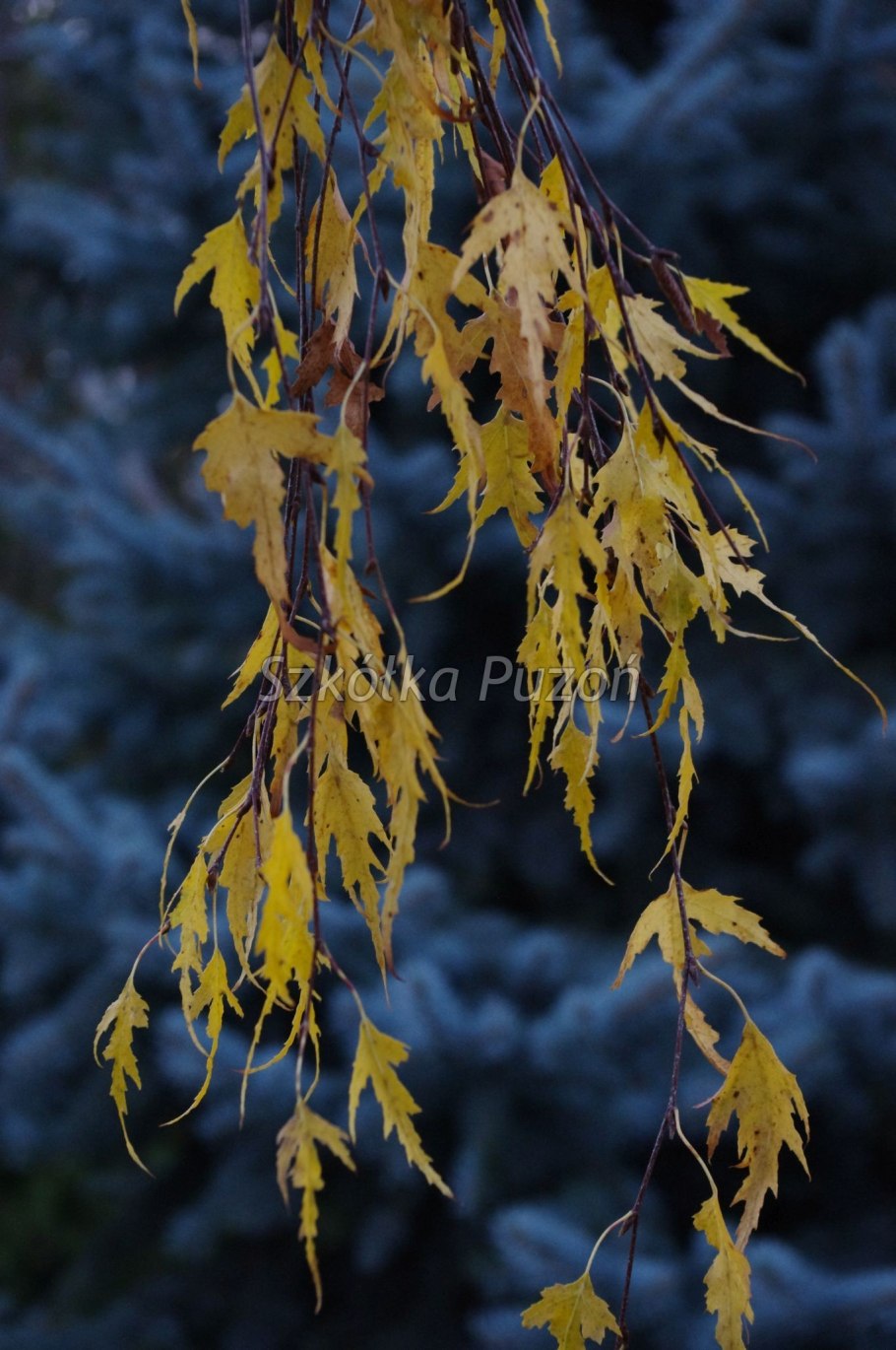 Береза повислая Юнги