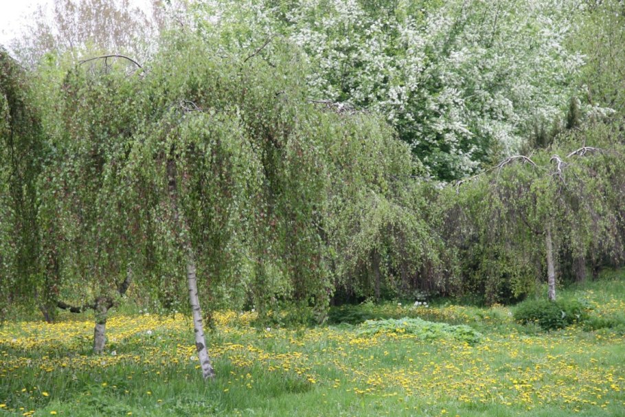 Береза повислая Betula pendula “Youngii”