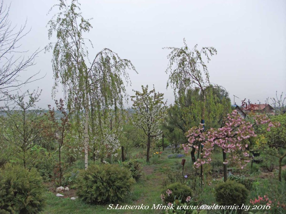 Рябина Пендула штамбовая