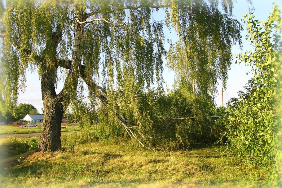 Береза Пендула Грацилис
