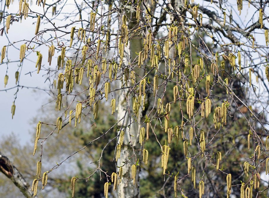 Береза повислая Betula pendula “Youngii”