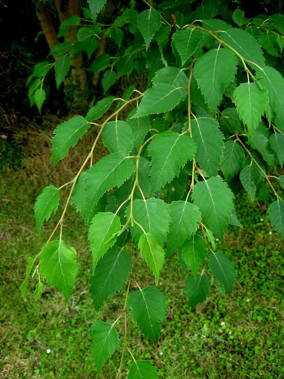 Береза повислая Лациниата Betula pendula laciniata